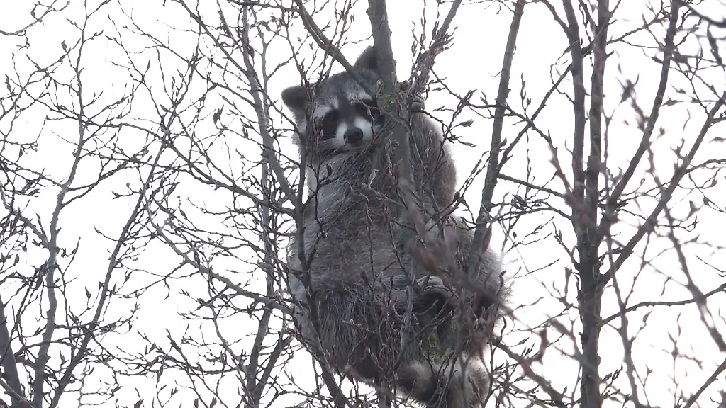 Der-Waschbaer-im-Baum-loeste-einen-Einsatz-aus-die-Retter-liessen-das-Tier-aber-in-Ruhe