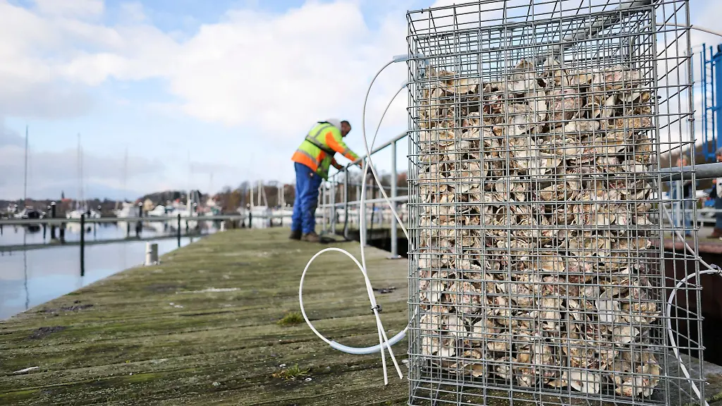 Eine-Aufzuchthilfe-fuer-Fische-aus-Draht-und-Austernschalen