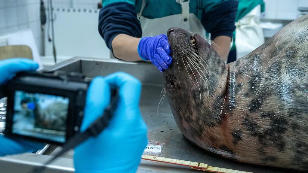 Experten-des-Deutschen-Meeresmuseums-untersuchen-eine-Kegelrobbe-Ein-Mitarbeiter-schiesst-ein-Foto-Im-Oktober-waren-nach-letzten-Angaben-44-tote-Robben-vor-allem-an-Ruegens-Kueste-aufgetaucht-laut-Deutschem-Meeresmuseum-mehr-als-im-gesamten-Jahr-2023-an-der-ganzen-Kueste-von-Mecklenburg-Vorpommern