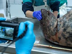 Tiere in Netz ertrunken?: 40 tote Robben: Ermittlungen gegen zwei Verdächtige