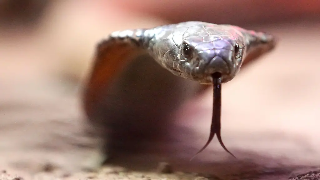 Fuer-die-Haltung-gefaehrlicher-Tiere-gelten-in-Hessen-Ausnahmegenehmigungen