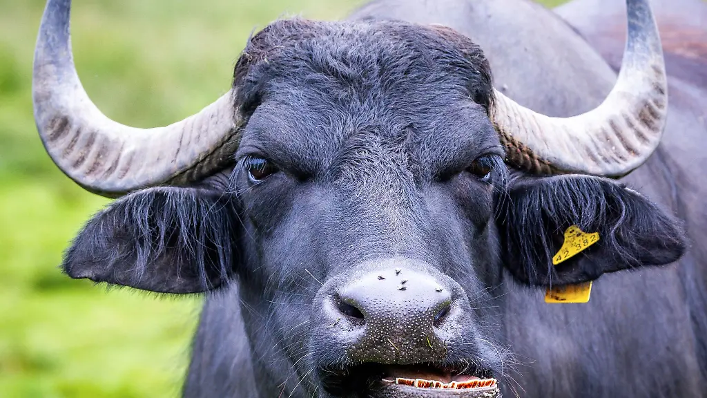 Wasserbueffel-sind-auch-auf-Wiesen-in-MV-zu-sehen