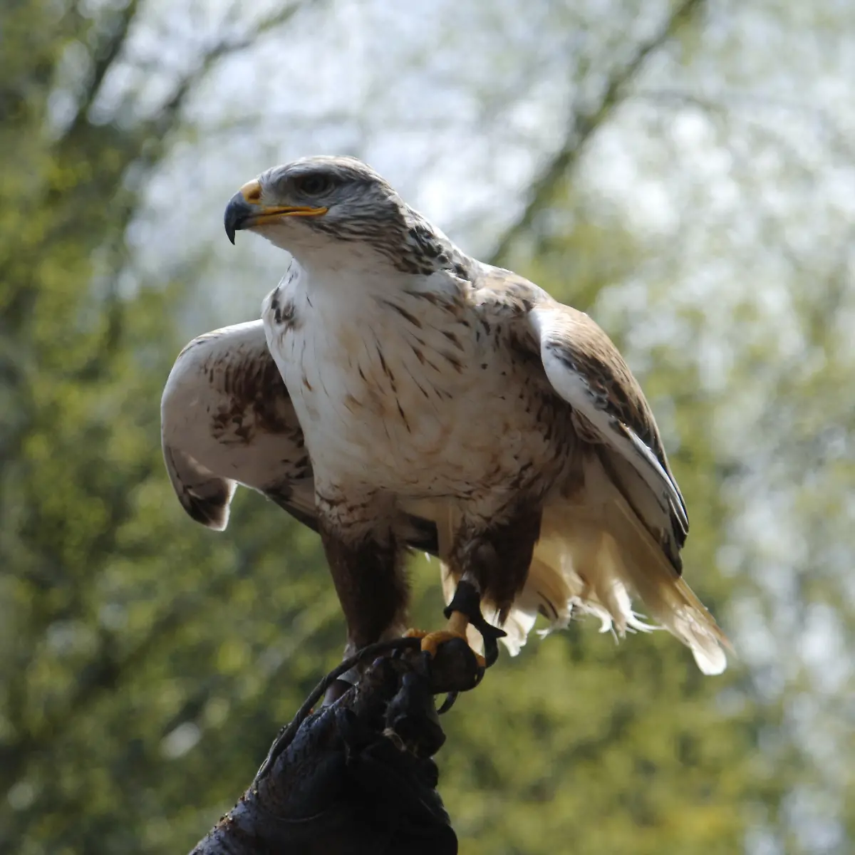 Burg_Rabenstein_Falknerei_quadratisch