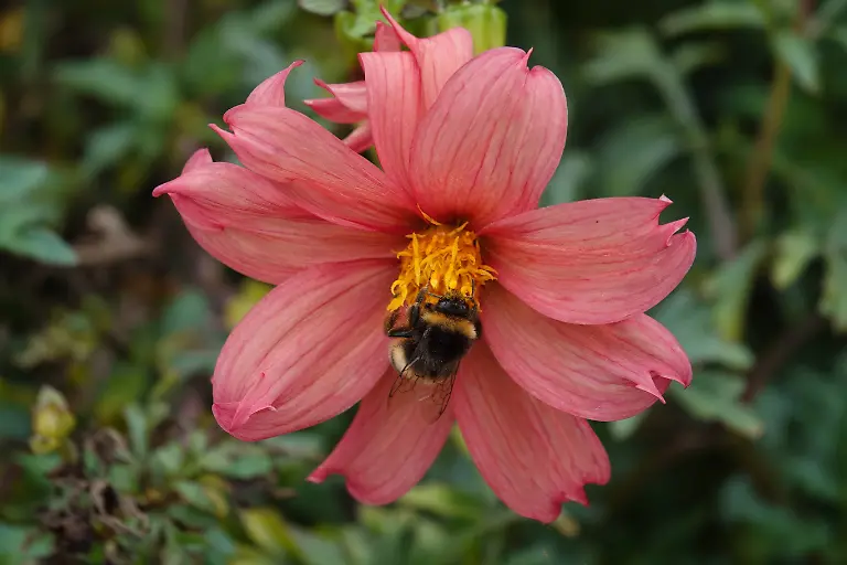 Dahlia-coccinea-Scharlachrote-Dahlie-im-Herbst-mit-Hummel-in-autumn-with-bumblebee-Dahlia-coccinea-Scharlachrote-Dahlie-im-Herbst-mit-Hummel-in-autumn-with-bumblebee-LicenseRF-Copyright-xZoonar