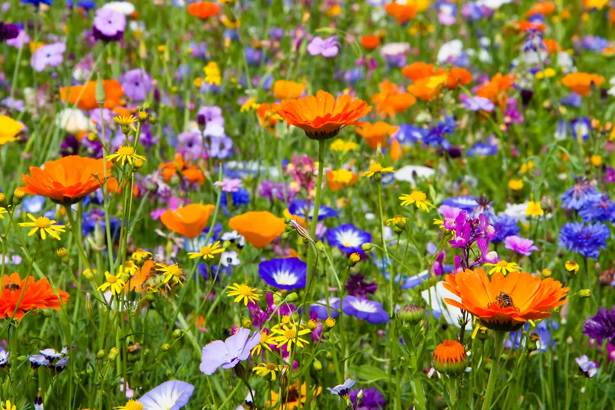 Blumenwiese-Blumenwiese-Copyright-xZoonar