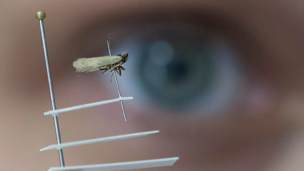 Die-Gruenen-fordern-eine-Strategie-zum-Umgang-mit-dem-Pflanzenschaedling-Schilf-Glasfluegelzikade-in-Sachsen-Archvibild