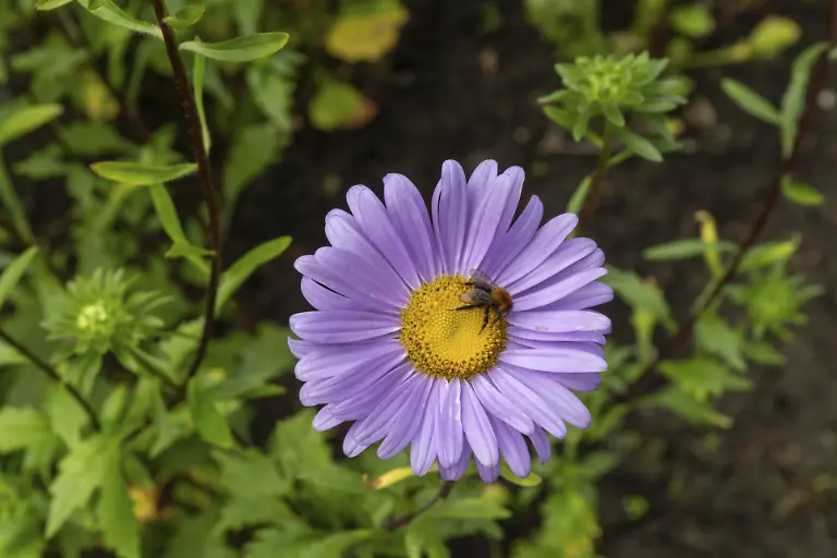 Nahaufnahme-einer-Hummel-die-eine-leuchtend-violette-Asterbluete-bestaeubt-um-die-Schoenheit-der-Natur-und-die-wichtige-Rolle-der-Bestaeuber-zu-verdeutlichen