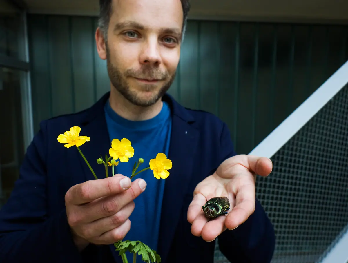 HANDOUT-VERWENDUNG-NUR-IN-ZUSAMMENHANG-MIT-DER-STUDIE-Caption-This-is-dr-Casper-van-der-Kooi-lead-author-of-the-study-on-how-bees-perceive-glossy-colours-He-is-holding-buttercups-and-a-Glossy-jewel-beetle-Credit-Henk-Veenstra-Usage-Restrictions-Credit-must-be-given-to-the-creator-Adaptations-must-be-shared-under-the-same-terms-Quelle-https-www-eurekalert-org-news-releases-1107087-https-www-eurekalert