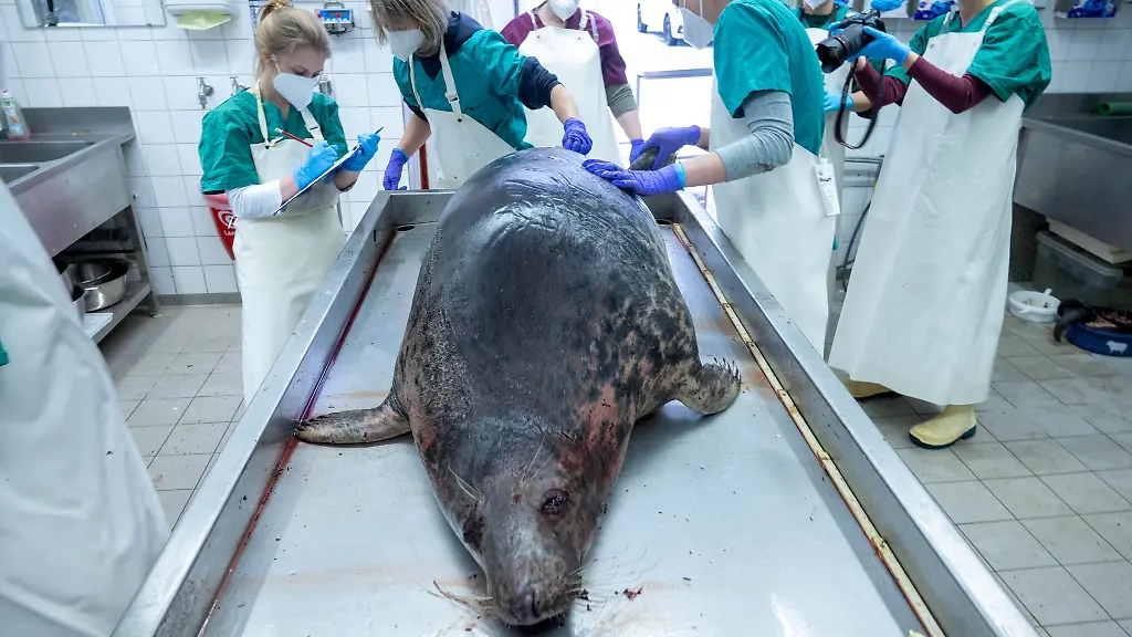 Vor-der-Kueste-Ruegens-wurden-mehr-als-40-tote-Robben-entdeckt