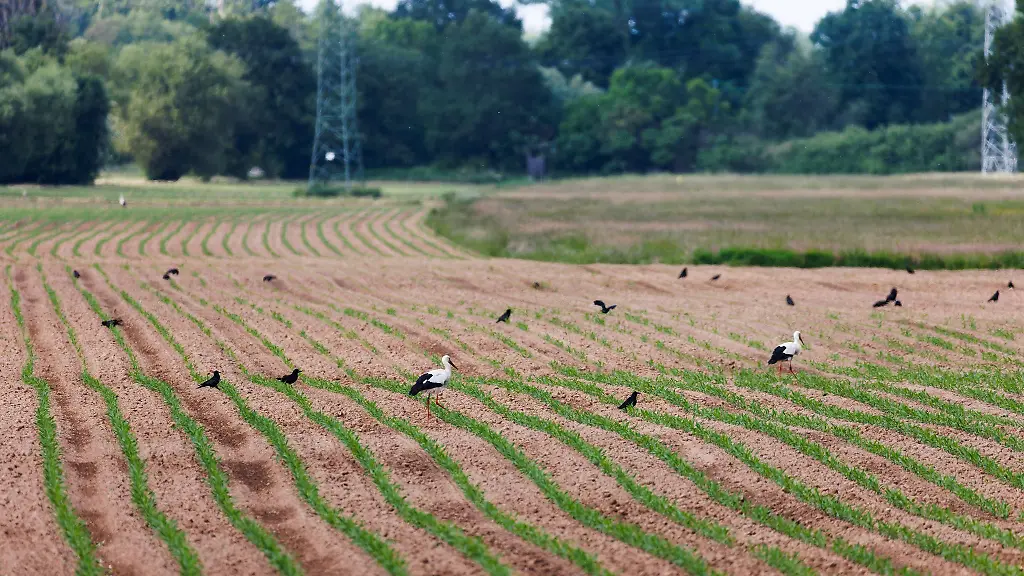 Hauk-will-Wolf-und-Biber-ins-Jagdrecht-aufnehmen