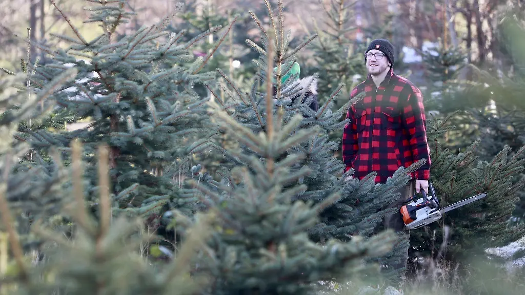 Vor-allem-bei-Familien-oder-als-Event-mit-Freunden-liegt-das-Weihnachtsbaumschlagen-im-Trend