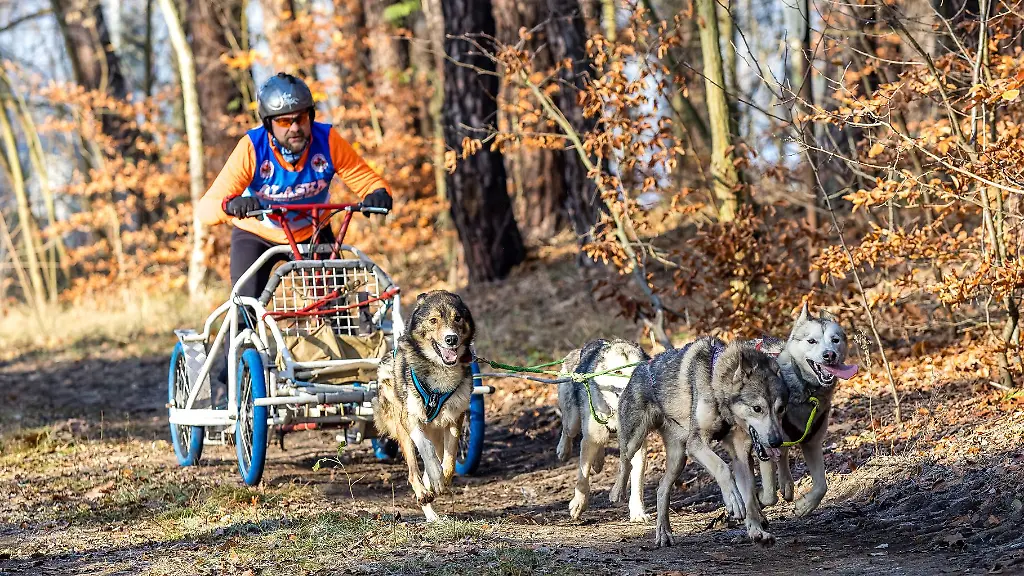 In-der-Lausitz-begann-die-Schlittenhunde-Saison-am-vergangenen-Wochenende-Bei-Beelitz-folgt-jetzt-ein-Wettbewerb-der-schnellen-Gespanne