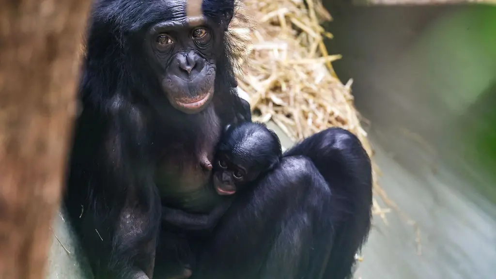 Das-Bonobo-Maedchen-Milumbe-wurde-im-Maerz-im-Koelner-Zoo-geboren