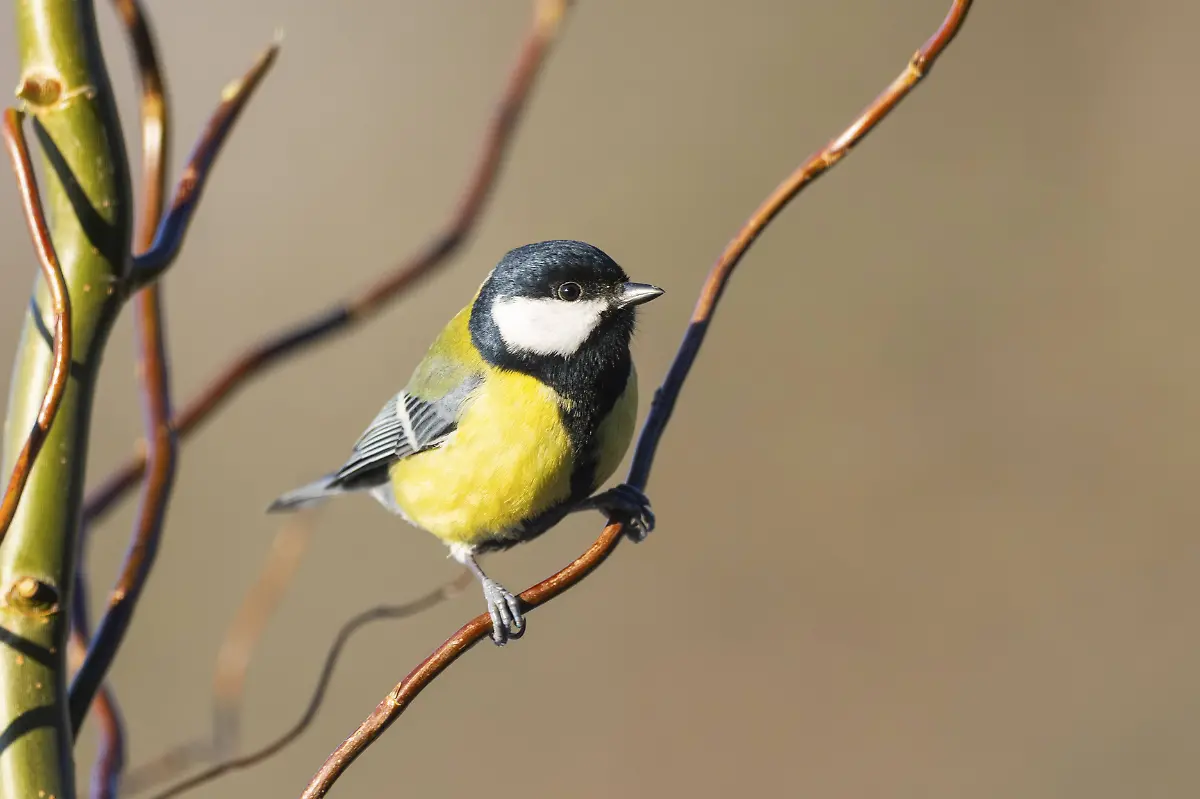 Great-tit-Parus-major-sitting-on-a-branch-Bavaria-Deutschland-Great-tit-Parus-major-sitting-on-a-branch-Bavaria-Germany-Copyright-imageBROKER-Davidx-xMichaxSheldo-ibxshe15216790