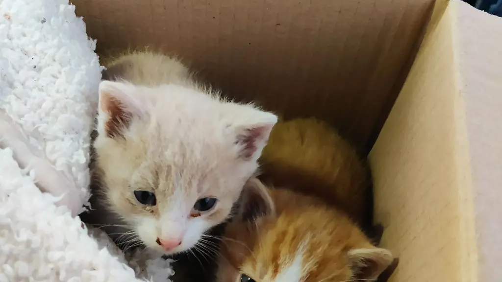 Die-beiden-Kaetzchen-haben-jetzt-ein-neues-Zuhause