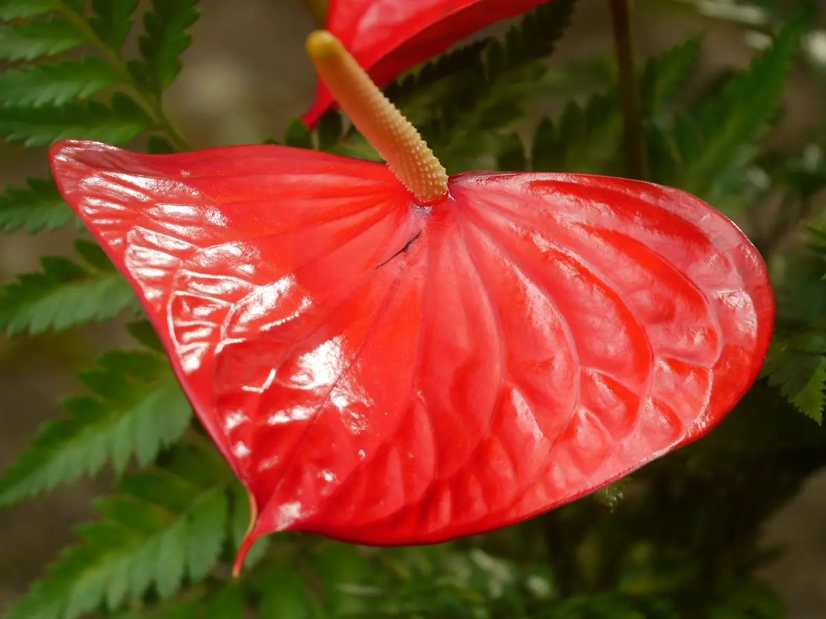 HANDOUT-VERWENDUNG-NUR-IN-ZUSAMMENHANG-MIT-DER-STUDIE-Caption-Red-glossy-Anthurium-flower-credit-K-Lunau-Credit-K-Lunau-Usage-Restrictions-Please-cite-the-owner-of-the-material-when-publishing-This-material-may-be-freely-used-by-reporters-as-part-of-news-coverage-with-proper-attribution-This-material-may-not-be-modified-or-altered-License-Original-content-Quelle-https-www-eurekalert-org-news-releases-1107087-https-www-eurekalert