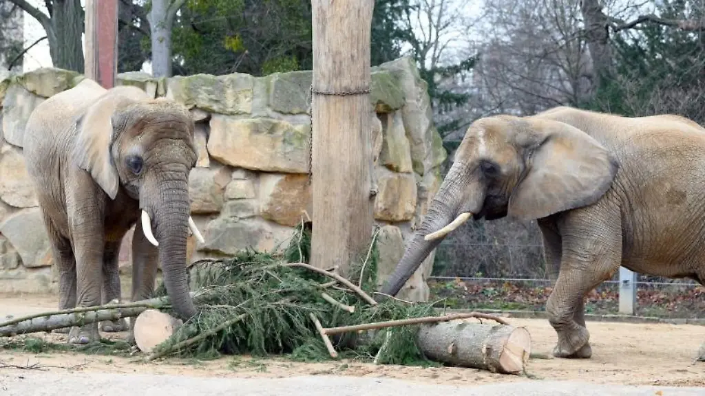 Elefanten-stehen-im-Zoo-in-ihrem-Gehege-und-fressen-die-Reste-eines-Weihnachtsbaums