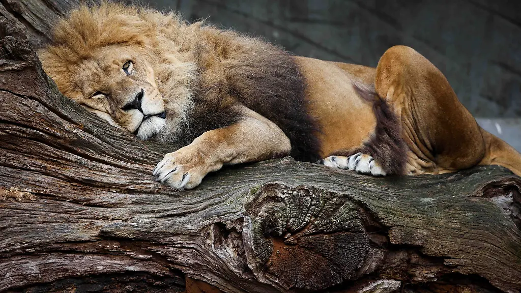 Nur-drei-Monate-nach-dem-Tod-von-Loewendame-Tembesi-wurde-nun-auch-ihr-Sohn-Nawiri-eingeschlaefert