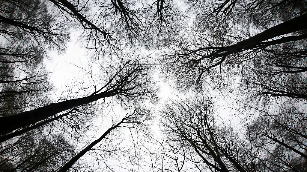 Im-Moment-geht-es-dem-Wald-im-Norden-etwas-besser-Doch-die-Zukunft-birgt-Risiken