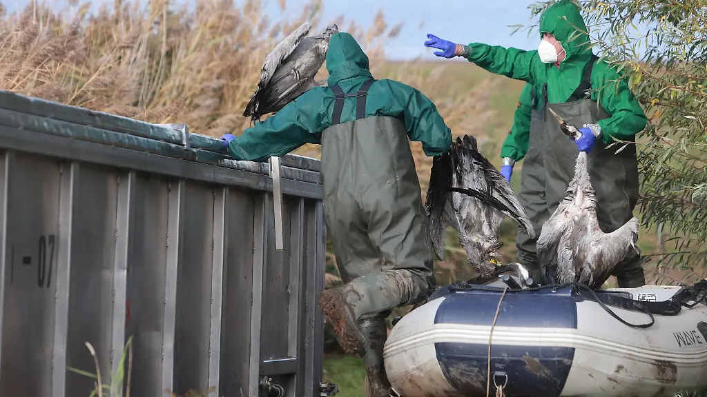 Allein-am-Stausee-Kelbra-wurden-seit-Anfang-Oktober-rund-6-000-tote-Wildvoegel-geborgen-teilen-die-Landratsaemter-mit