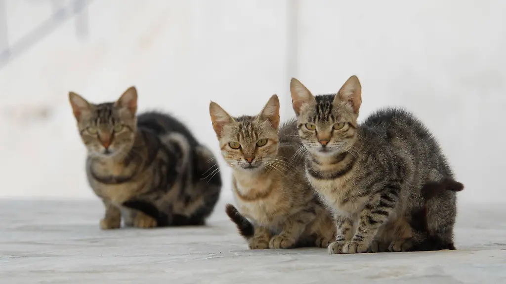 Drei-Hauskatzen-Tabby-sitzen-nebeneinander-in-einer-griechischen-Gasse-Insel-Tinos-Kykladen-Griechenland-three-cats-are-sitting-side-by-side-in-a-Greek-street-Cyclades-Greece-Non-pedigree-Shorthair-felis-silvestris-forma-catus-domesticus-Europa-Three-Domestic-cats-Tabby-sit-side-by-side-in-a-Greek-Alley-Island-Tinos-Cyclades-Greece-Three-Cats-are-Sitting-Side-by-Side-in-a-Greek-street-Cyclades-Greece-Non-Pedigree-Shorthair-Felis-silvestris-forma-catus-domesticus-Europe-Copyright-imageBROKER-BA-Geduldig-ibxege06797997