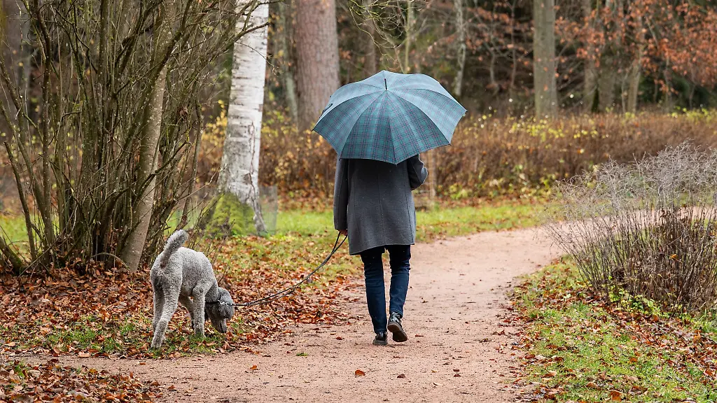 Im-Schwarzwald-wurden-waehrend-des-Herbstes-teils-ueber-500-Liter-pro-Quadratmeter-Niederschlag-registriert