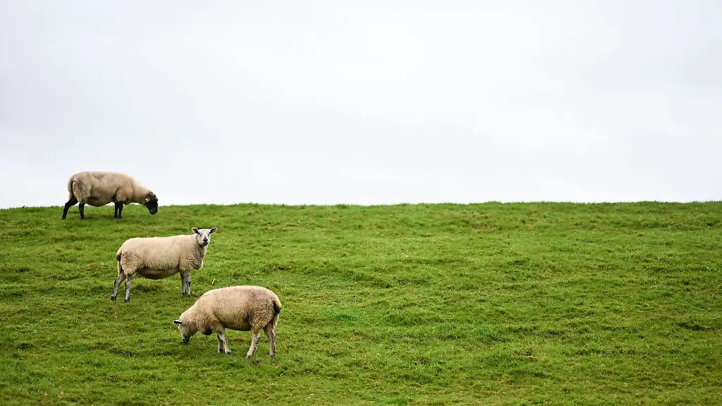 Bislang-ist-unklar-wem-der-Hund-gehoert
