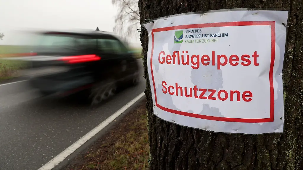 In-Mecklenburg-Vorpommern-gibt-es-laut-Umweltministerium-aktuell-rund-12-8-Millionen-Enten-Huehner-Gaense-Puten-und-weitere-Gefluegelarten-in-entsprechenden-Betrieben