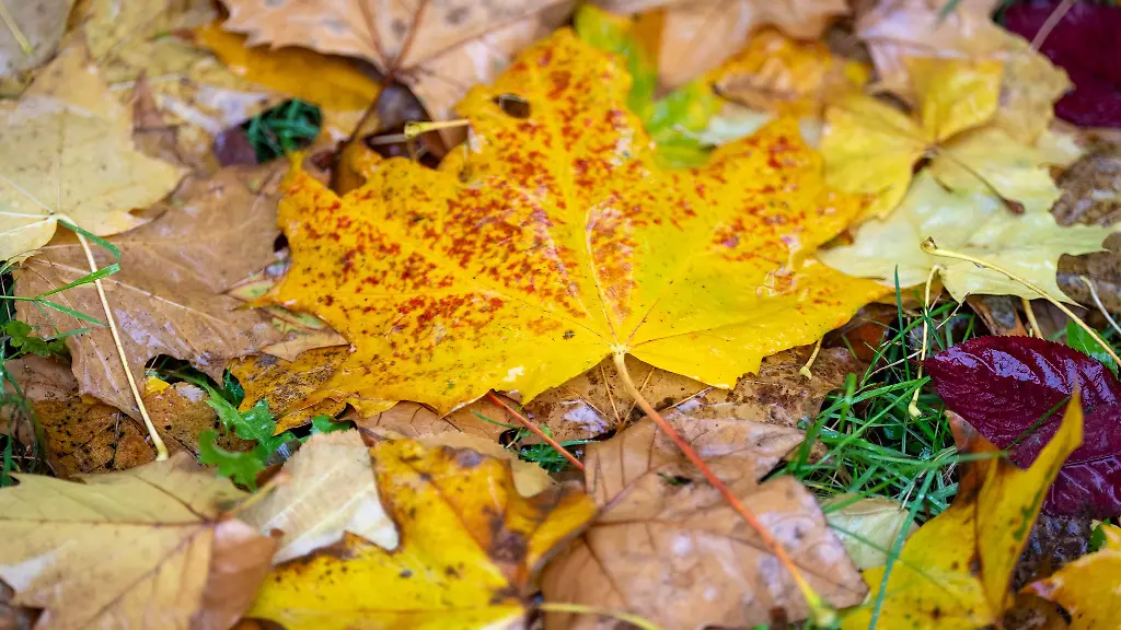 Wie-war-der-Herbst-Nach-der-Berechnung-des-Deutschen-Wetterdienstes-fiel-die-Jahreszeit-mild-und-sonnig-aus