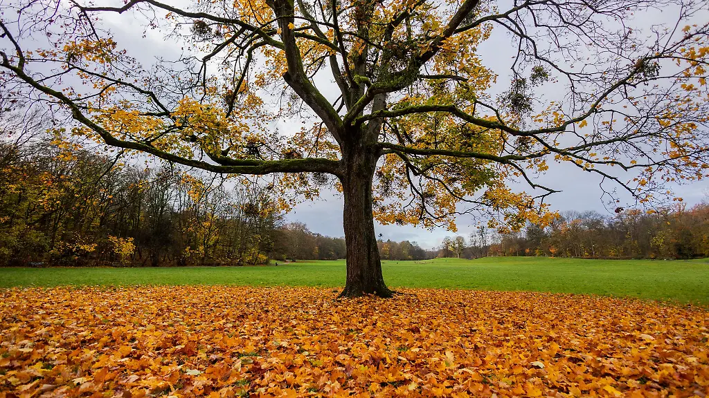 Unter-dem-Strich-war-der-Herbst-2025-in-NRW-laut-DWD-recht-mild