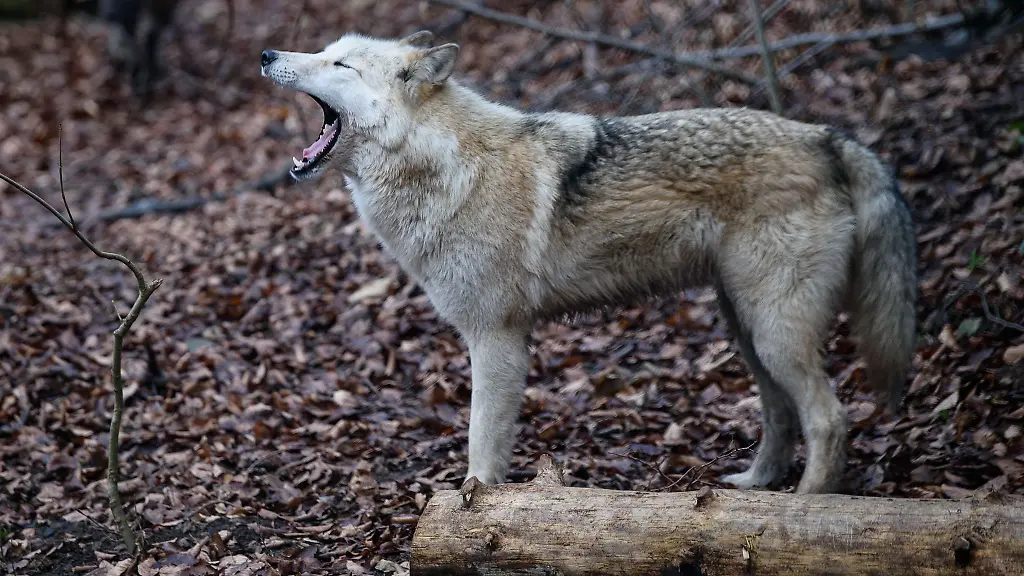 Die-zwei-Risse-in-dem-Wildpark-gehen-offenbar-auf-einen-einzelnen-Wolf-zurueck