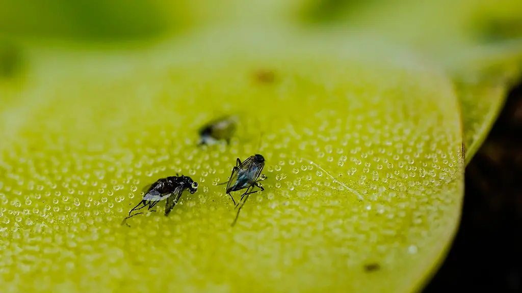 Suess-oder-sauer-Fruchtfliegen-haben-unterschiedliche-Geschmaecker