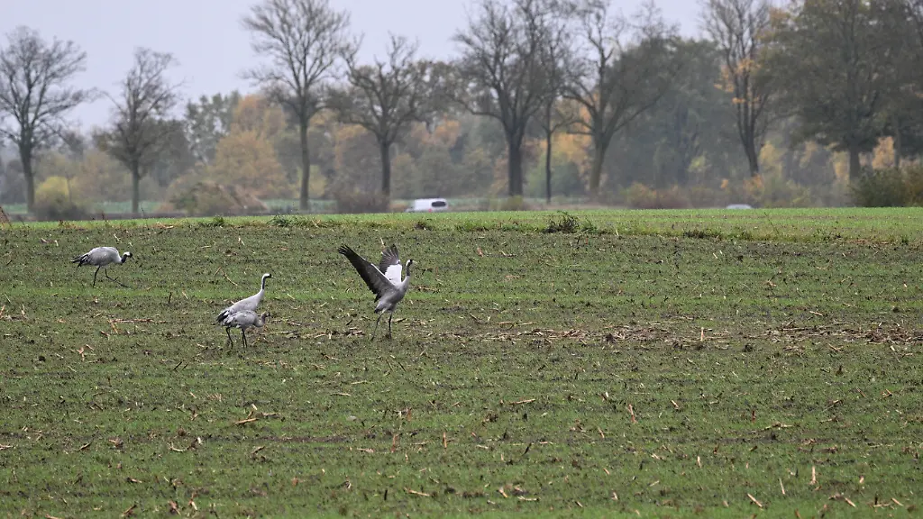 Kraniche-sind-bei-regnerischem-und-stuermischem-Wetter-auf-einem-Feld-gelandet-Mit-dem-herbstlichen-Flug-vielen-Zugvoegel-in-Richtung-Sueden-breitet-sich-derzeit-die-Vogelgrippe-in-Deutschland-aus