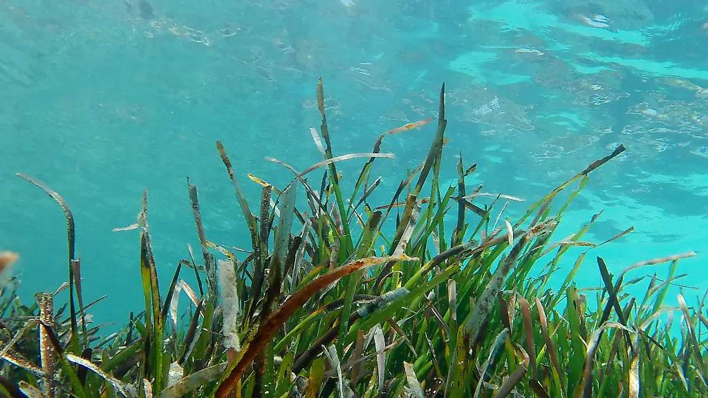 Ein-Projekt-fuer-den-Schutz-von-Seegras-wird-mit-dem-Jugend-Naturschutzpreis-2025-ausgezeichnet