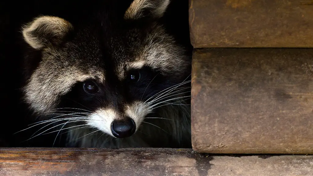 Die-Hamburger-CDU-Fraktion-will-Waschbaeren-kastrieren-lassen