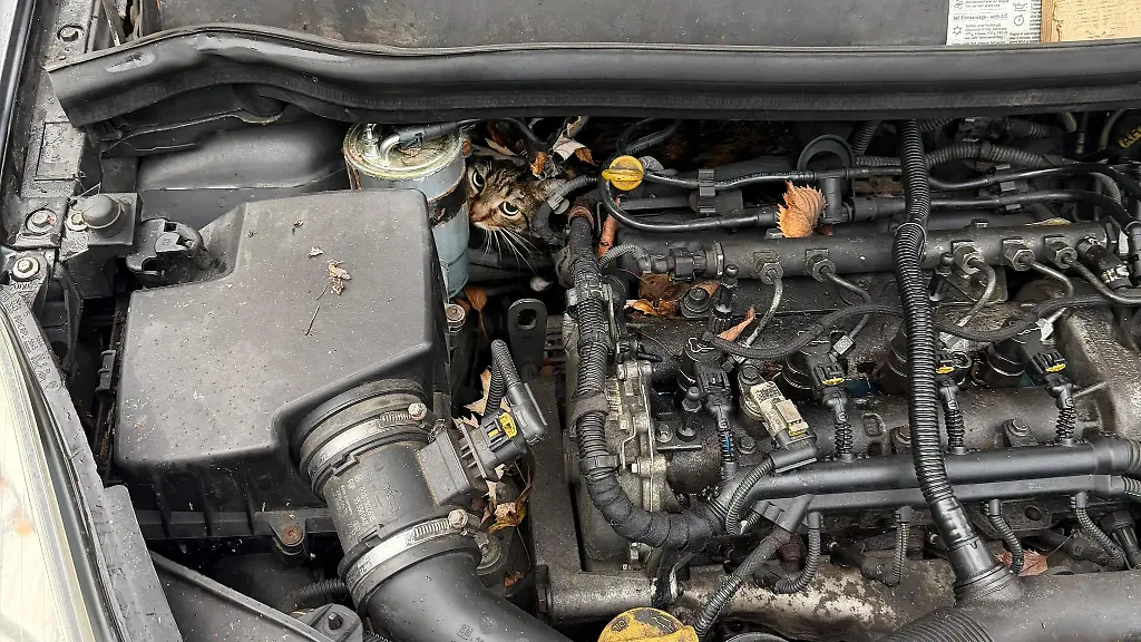 In-hoechster-Not-fanden-Feuerwehrler-eine-eingeklemmte-Katze-in-einem-Auto-vor