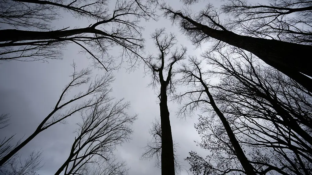 Auch-in-der-ersten-Dezemberwoche-soll-es-ueberwiegend-grau-bleiben