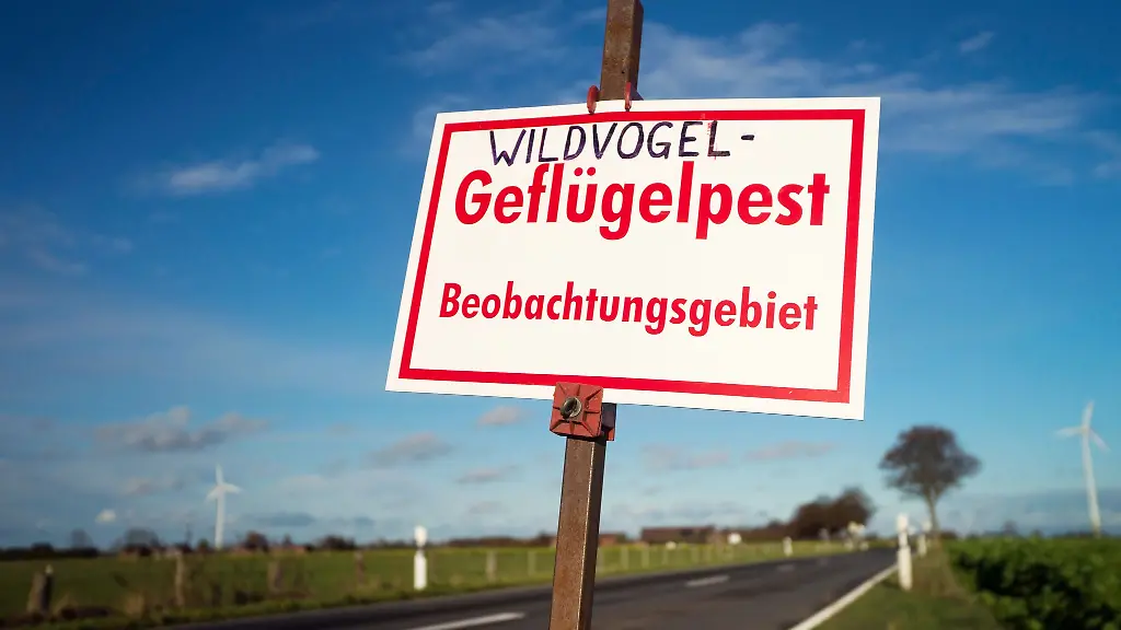 Auch-in-Nordrhein-Westfalen-ist-bei-zahlreichen-Wildvoegeln-und-in-etlichen-Gefluegelbetrieben-die-Vogelgrippe-nachgewiesen-worden
