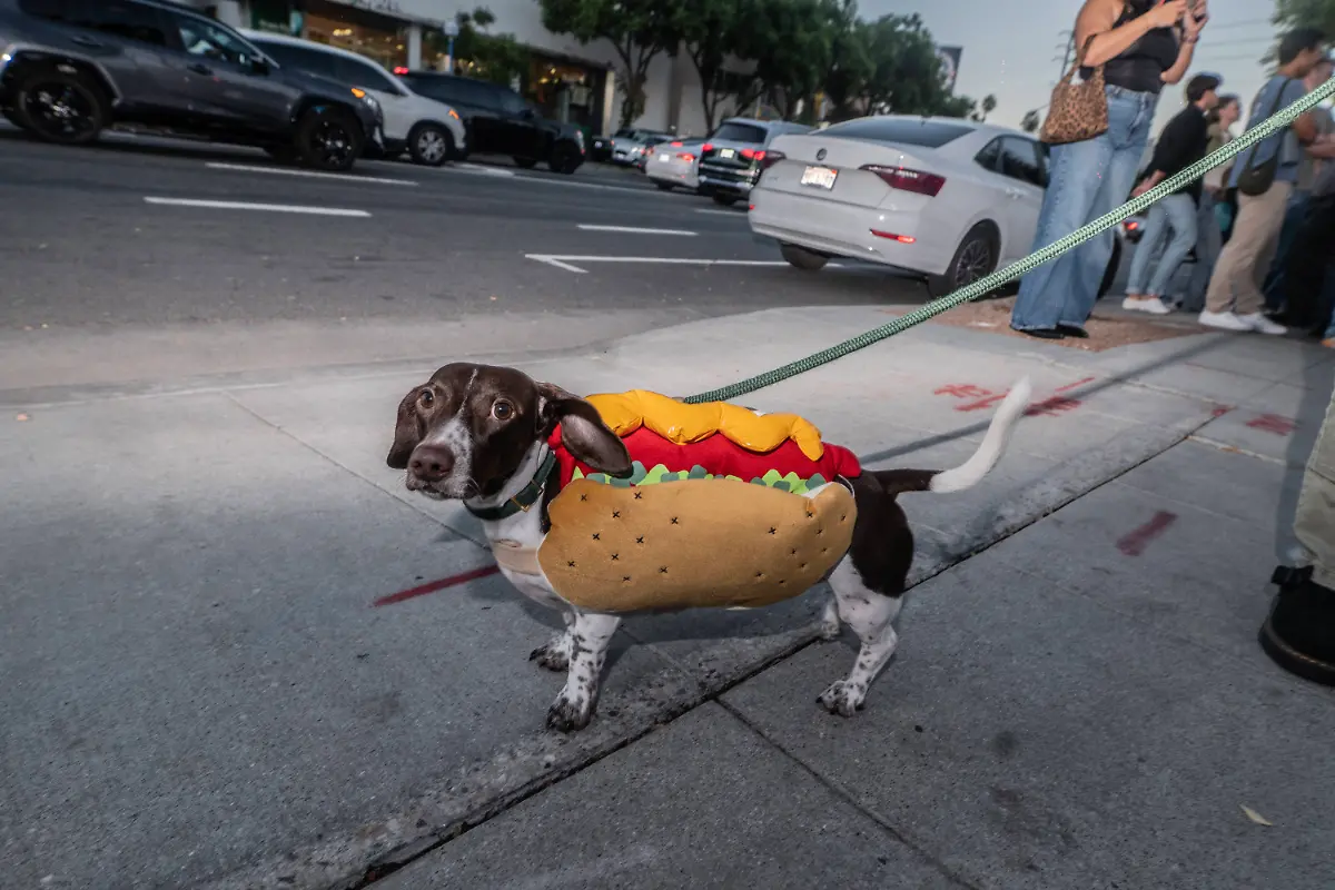 United-States-Big-Weenie-Fest-in-west-Hollywood-in-California-Hot-dog-Wiener-dog-owners-will-want-to-take-a-walk-to-Tail-o-the-Pup-for-this-inaugural-event-from-the-minds-of-Molly-Baz-and-her-dog-Tuna-The-first-50-diners-with-dachshunds-will-eat-for-free-and-even-if-you-dont-have-a-furry-friend-to-bring-along-With-a-step-and-repeat-and-doggie-red-carpet-attire-is-black-tie-optional-the-night-promises-a-unique-combo-of-glamour-Weiner-dogs-and-mayo-courtesy-of-Bazs-brand-Ayoh