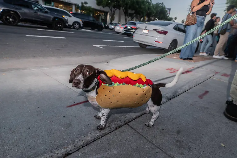 United-States-Big-Weenie-Fest-in-west-Hollywood-in-California-Hot-dog-Wiener-dog-owners-will-want-to-take-a-walk-to-Tail-o-the-Pup-for-this-inaugural-event-from-the-minds-of-Molly-Baz-and-her-dog-Tuna-The-first-50-diners-with-dachshunds-will-eat-for-free-and-even-if-you-dont-have-a-furry-friend-to-bring-along-With-a-step-and-repeat-and-doggie-red-carpet-attire-is-black-tie-optional-the-night-promises-a-unique-combo-of-glamour-Weiner-dogs-and-mayo-courtesy-of-Bazs-brand-Ayoh