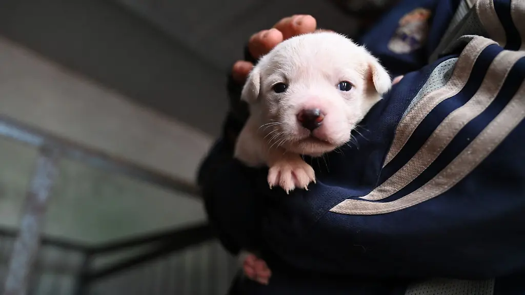 Die-Polizisten-fanden-die-Hundewelpen-auf-dem-Beifahrersitz