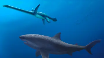 Darwin Formation giant shark_Pollyanna von Knorring