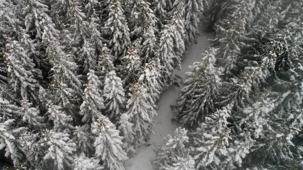 Schneebedeckt-sind-die-Baeume-in-einem-Wald-am-Brocken