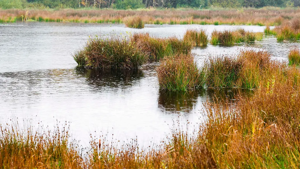 So-wie-bereits-das-hier-zu-sehende-Koenigsmoor-soll-nun-auch-das-Niewohlder-Moor-wiedervernaesst-werden
