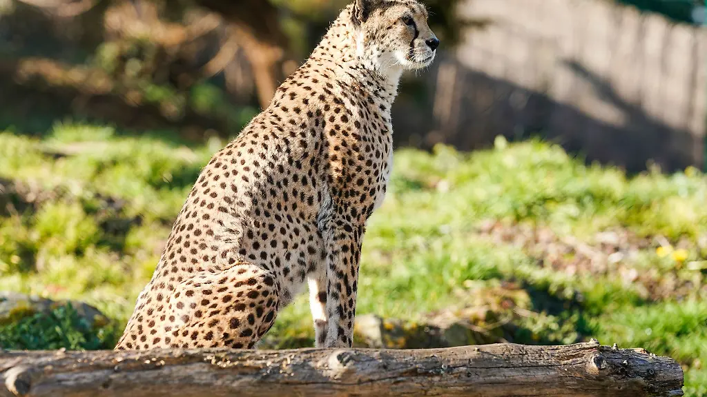Der-Zoo-Landau-musste-von-Sudan-Gepardkater-Claude-Abschied-nehmen