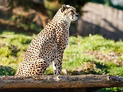 Rheinland-Pfalz & Saarland: Zoo Landau nimmt Abschied von Gepardenkater