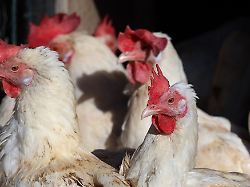 Sachsen-Anhalt: Vogelgrippe: Harz hebt Stallpflicht für Geflügel auf