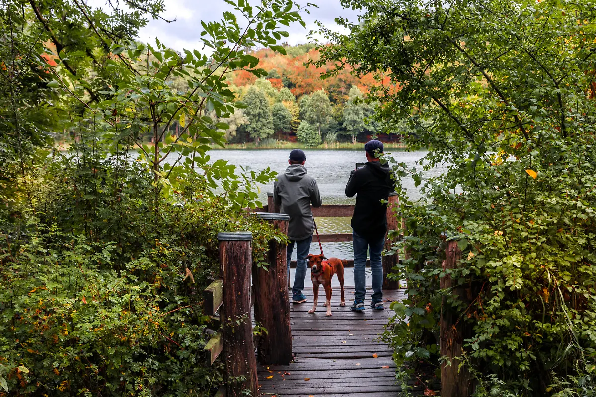 Holzmaar-in-der-Vulkaneifel-fast-vollstaendig-von-Wald-umgeben-Maare-Maar-See-Naturschutzgebiet-Gillenfeld-Rheinland-Pfalz-Deutschland-Europa