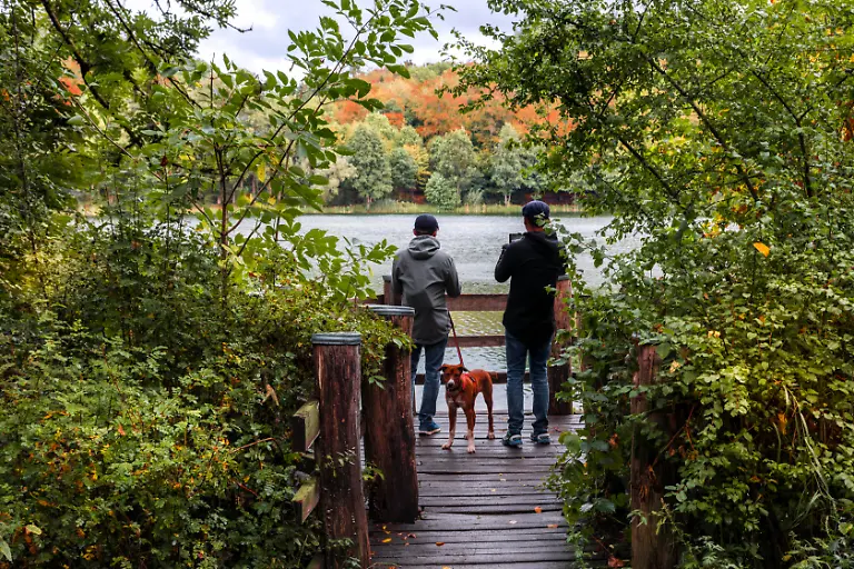 Holzmaar-in-der-Vulkaneifel-fast-vollstaendig-von-Wald-umgeben-Maare-Maar-See-Naturschutzgebiet-Gillenfeld-Rheinland-Pfalz-Deutschland-Europa