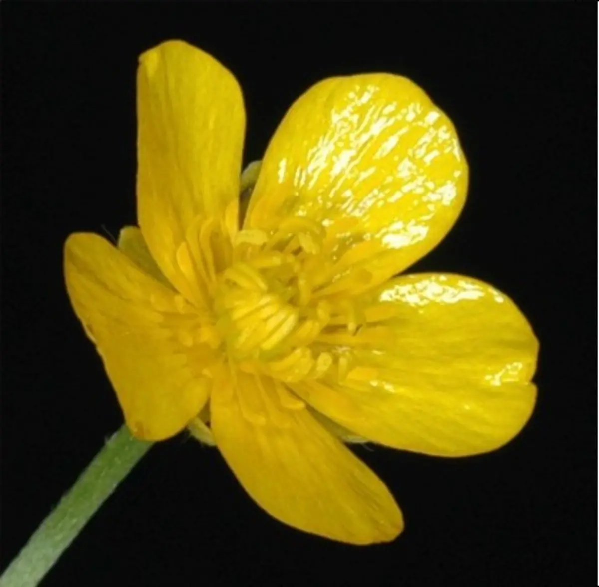 HANDOUT-VERWENDUNG-NUR-IN-ZUSAMMENHANG-MIT-DER-STUDIE-Caption-Yellow-large-glossy-buttercup-flower-Credit-Dietz-et-al-Sci-Adv-11-eadz9010-Usage-Restrictions-Please-cite-the-owner-of-the-material-when-publishing-This-material-may-be-freely-used-by-reporters-as-part-of-news-coverage-with-proper-attribution-This-material-may-not-be-modified-or-altered-License-Original-content-Quelle-https-www-eurekalert-org-news-releases-1107087-https-www-eurekalert-org-news-releases-1106810-Foto-Dietz-et-al-Sci-Adv